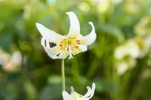 White Beauty - afbeelding 2
