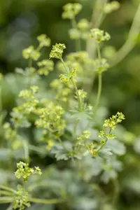erythropoda - afbeelding 2