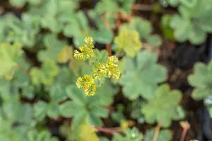 erythropoda - afbeelding 5