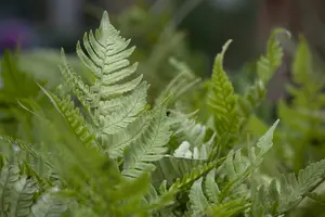 dryopteris erythrosora P9 - afbeelding 4