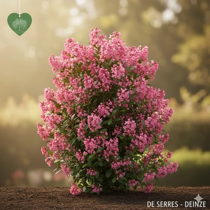 Escallonia C (30- 40)