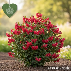 Escallonia 'C.F. Ball' C (40- 50)