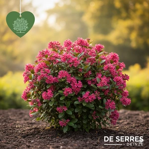 Escallonia rubra var. macrantha C (40- 50)