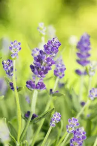 Essence Purple - afbeelding 2