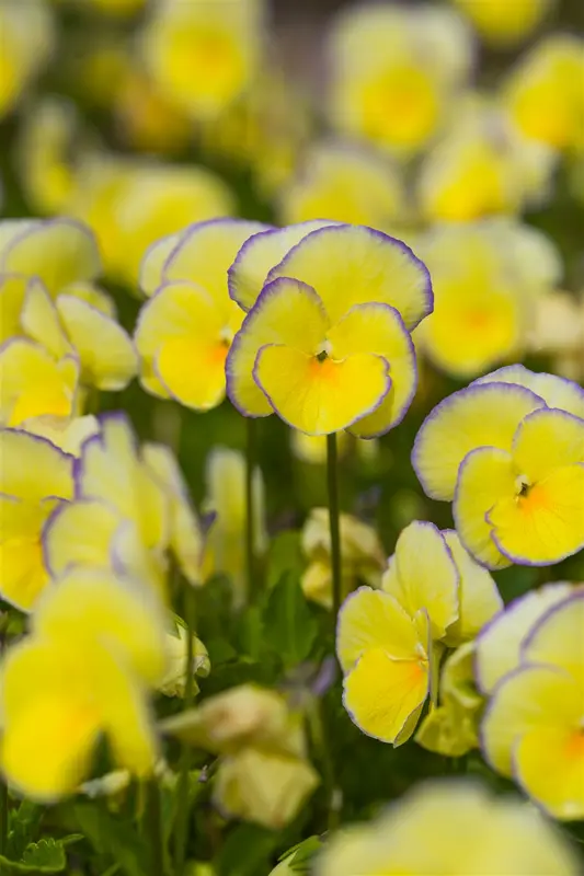 viola corn. 'etain' P9 - afbeelding 3