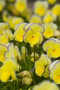 viola corn. 'etain' P9 - afbeelding 3