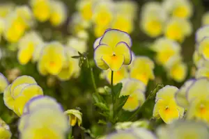 viola corn. 'etain' P9 - afbeelding 2