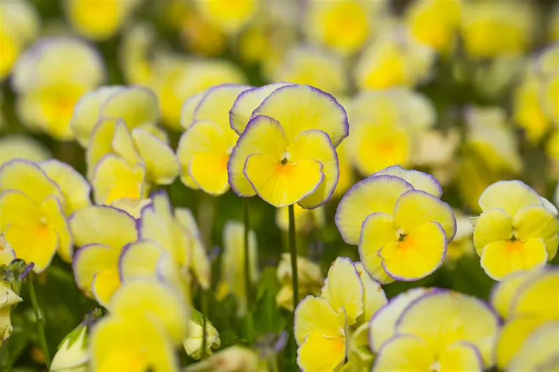 viola corn. 'etain' P9 - afbeelding 4