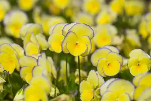 viola corn. 'etain' P9 - afbeelding 4
