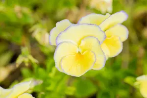 viola corn. 'etain' P9 - afbeelding 4