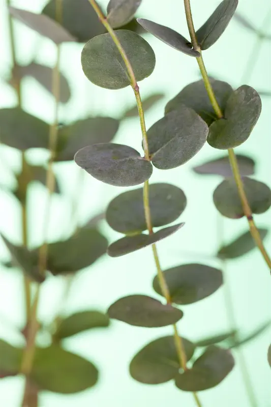 eucalyptus gunnii (50- 60cm) - afbeelding 3