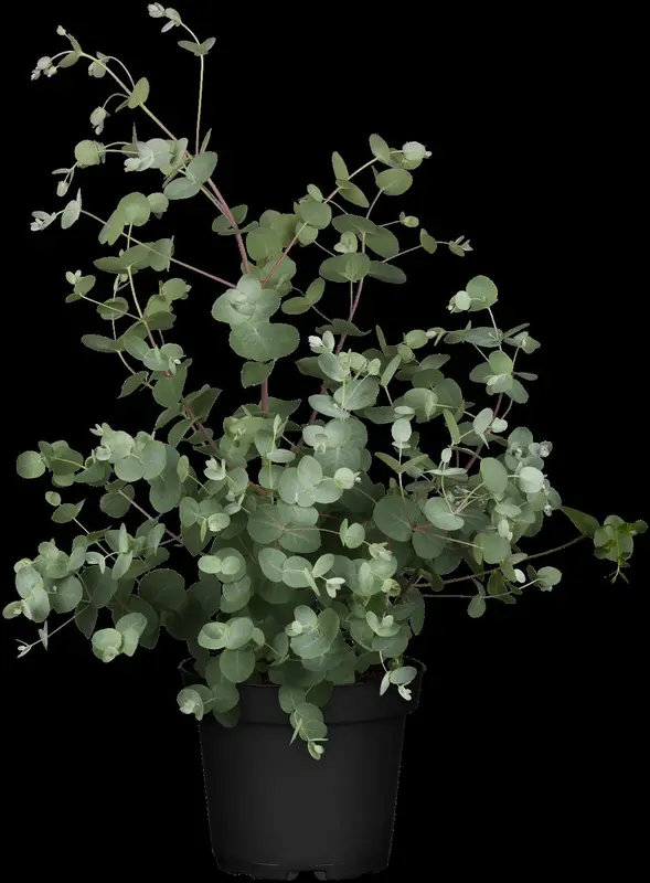 eucalyptus gunnii (50- 60cm) - afbeelding 5