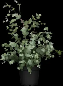 eucalyptus gunnii (50- 60cm) - afbeelding 5