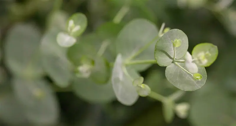 eucalyptus gunnii (50- 60cm) - afbeelding 1