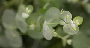 eucalyptus gunnii (50- 60cm) - afbeelding 5
