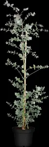 eucalyptus gunnii (50- 60cm) - afbeelding 4