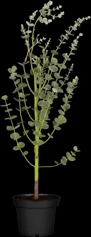 eucalyptus gunnii (50- 60cm) - afbeelding 2