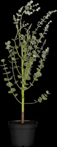 eucalyptus gunnii (50- 60cm) - afbeelding 2