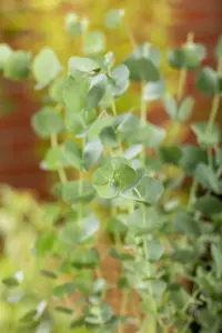 Eucalyptus gunnii 'Azurra'® 80-100 C12