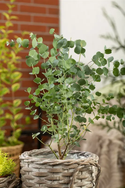 Eucalyptus gunnii 'Azurra'® 80-100   C12 - afbeelding 5