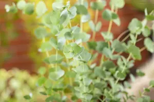 Eucalyptus gunnii 'Azurra'® 80-100   C12 - afbeelding 2