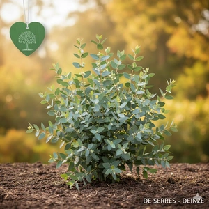 Eucalyptus gunnii 'France Bleu'® C20 (175-200)