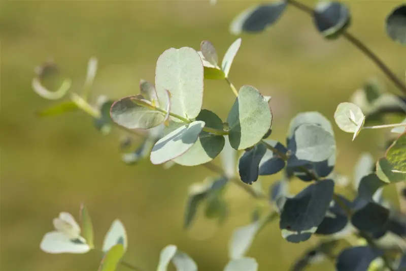 Eucalyptus gunnii OP REK 110X95 C45 - afbeelding 3