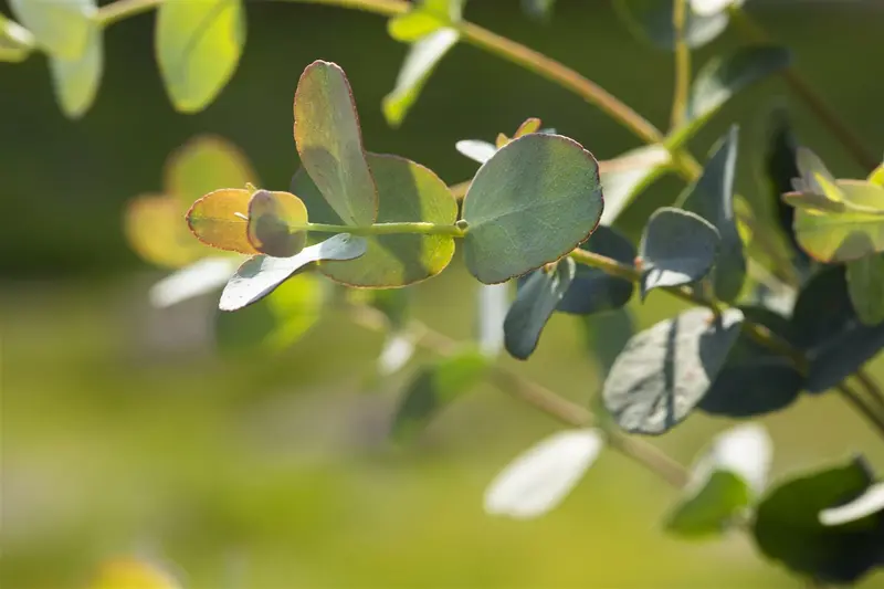 Eucalyptus gunnii OP REK 180X110 C60 - afbeelding 4