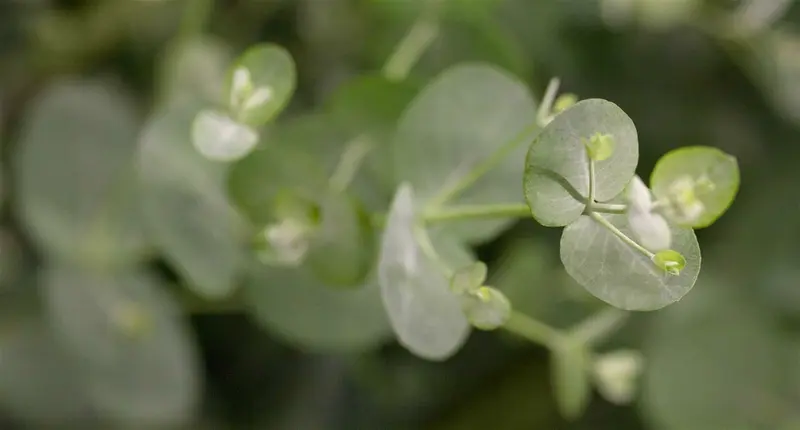 Eucalyptus gunnii OP REK 180X110 C60 - afbeelding 1