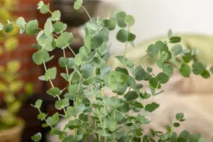 Eucalyptus gunnii 'Silverana' ('ion40'pbr) 80-100   C10