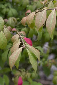 Euonymus al. 'Compactus' 50- 60   C7,5 - afbeelding 3