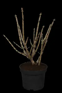 euonymus alatus (125-150 cm) - afbeelding 5