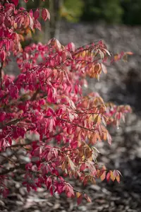 euonymus alatus (125-150 cm) - afbeelding 4