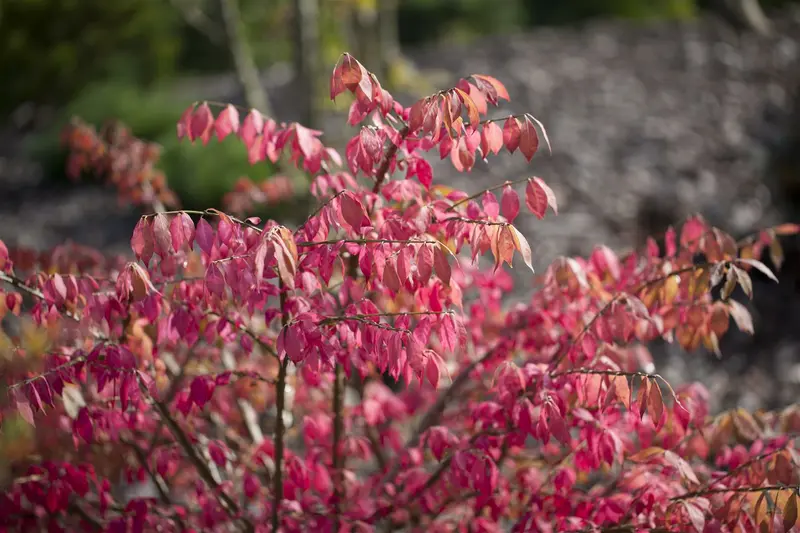 euonymus alatus (125-150 cm) - afbeelding 3