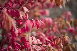 euonymus alatus (125-150 cm) - afbeelding 5