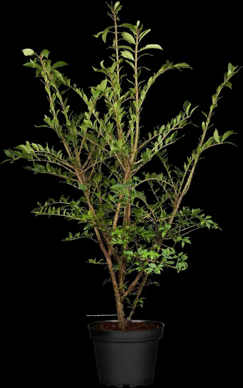 euonymus alatus (125-150 cm) - afbeelding 2