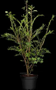 euonymus alatus (125-150 cm) - afbeelding 2