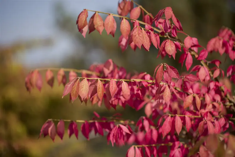 Euonymus alatus 150-175   DKL - afbeelding 4