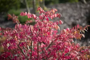 Euonymus alatus 80-100   C20