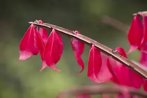 Euonymus alatus 80-100   C20 - afbeelding 5