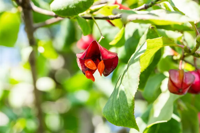 Red Cascade - afbeelding 1