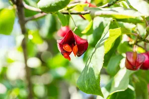 Red Cascade - afbeelding 5