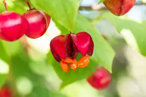 Red Cascade - afbeelding 3