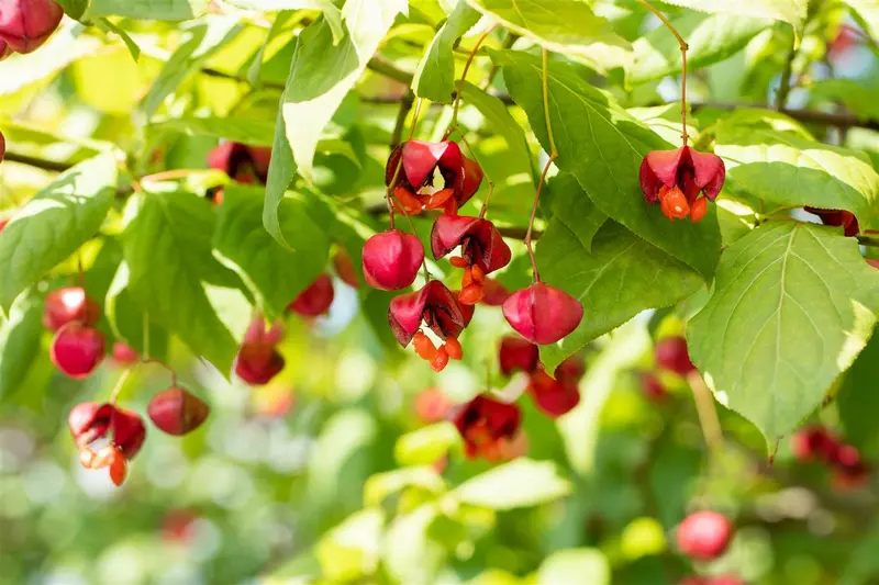 Red Cascade - afbeelding 4