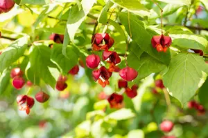 Red Cascade - afbeelding 4