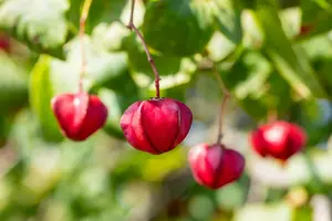 Red Cascade - afbeelding 2
