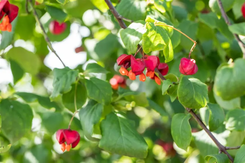 Euonymus europaeus 125-150   KLUIT - afbeelding 2