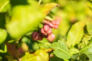 euonymus europaeus (150-200 cm) - afbeelding 3