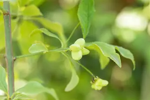 euonymus europaeus (150-200 cm) - afbeelding 3
