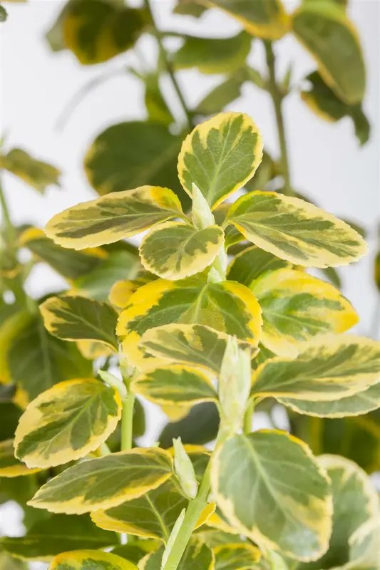 Euonymus fort. 'Em. 'n Gold' 30- 40   C5